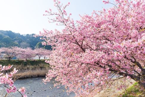 東京 6天．春季河津櫻．梅花祭．三溪園